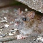Hva du trenger å vite om rotteangrep