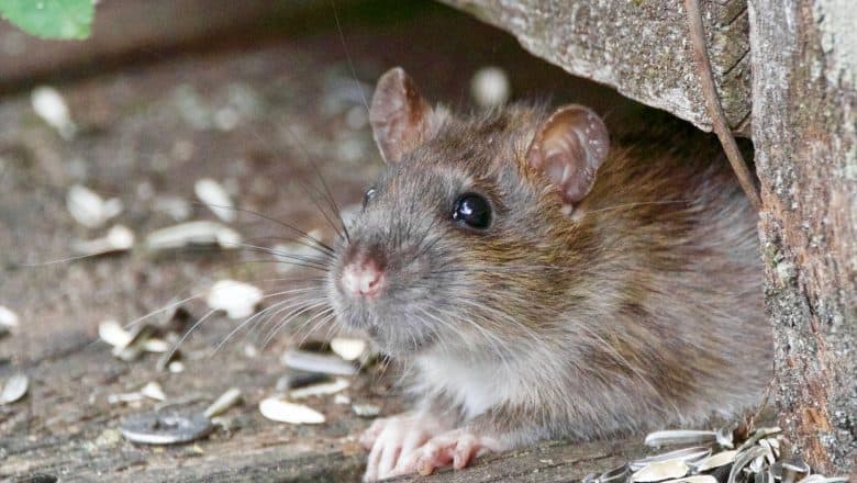 Hva du trenger å vite om rotteangrep