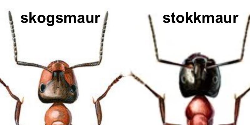 stokkmaur vs skogsmaur