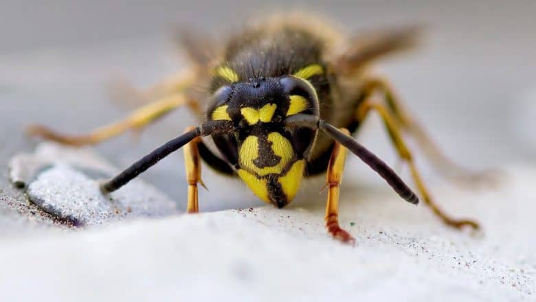 Naturlige preparater for å kontrollere skadedyr og insekter