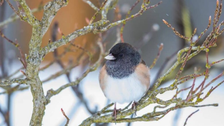 Junco vs. Chickadee: Hva er forskjellene?