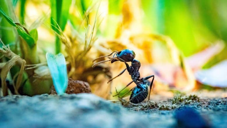 Bruk av forgiftet åte mot maur i boligen: Er det trygt og effektivt?