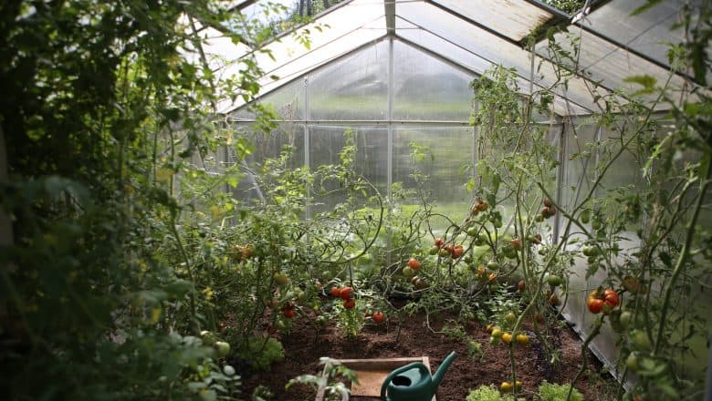 Reduser antall snegler i plenen ved å klippe den ofte