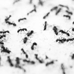 Maur under mikroskopet: Banebrytende fakta om jordens supervesen