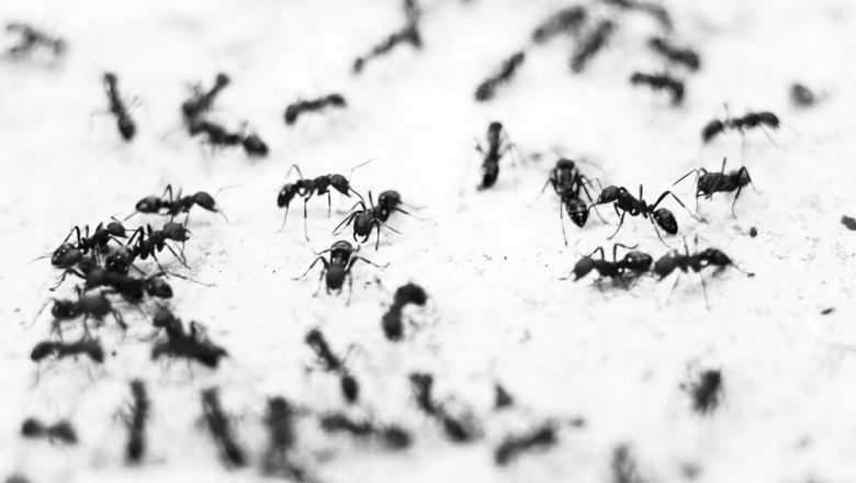 Maur under mikroskopet: Banebrytende fakta om jordens supervesen